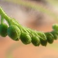 Drosera capensis ma zamiar kwitnąć