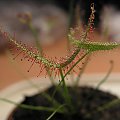 Drosera binata