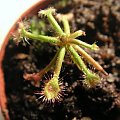 Mała Drosera madagascariensis.coś nie chce rosnać ale mam nadzieję że sie rozmysli i będzie dobrze.