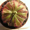 Drosera aliciae, widok z góry