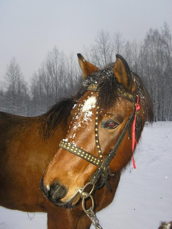 Tutaj Bąbeleq.