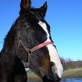 Farys lubi jak świeci słońce... #koń #konie