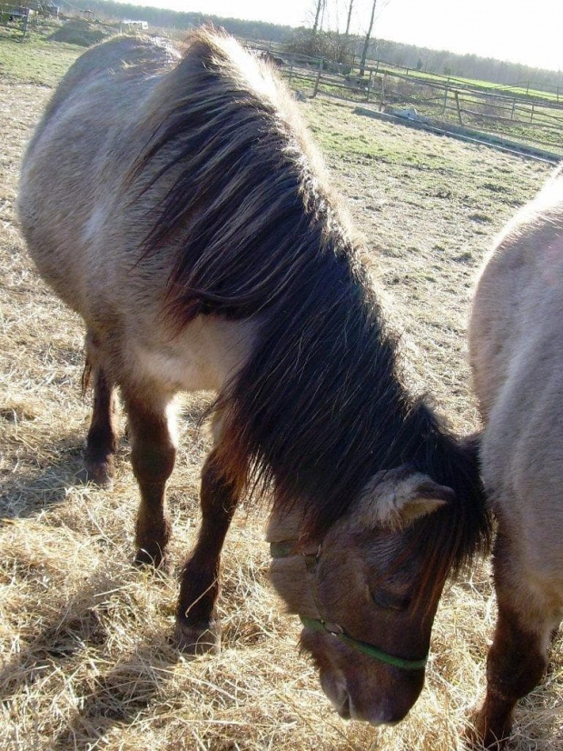 Nodia jest źrebna i już ledwo się kula:))) #koń #konie