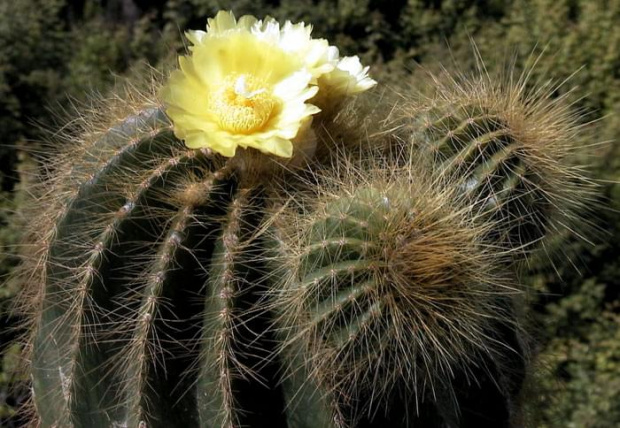 Notokaktus (Notocactus)