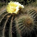 Notokaktus (Notocactus)