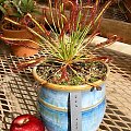 Rosiczka (Drosera)