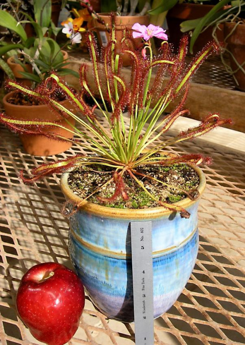 Rosiczka (Drosera)