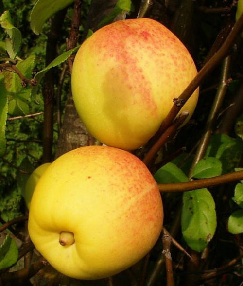 Fruits of Chaenomeles lagrnaria
