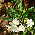 Oleander (Nerium)