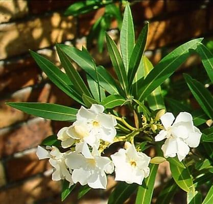 Oleander (Nerium)