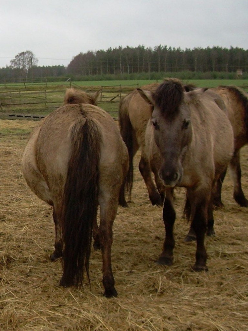 no cóż czasem nawet konie mają mnie w poważaniu:))) #koń #konie