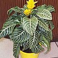 Afelandra (Aphelandra)
