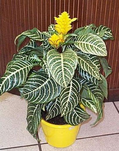 Afelandra (Aphelandra)