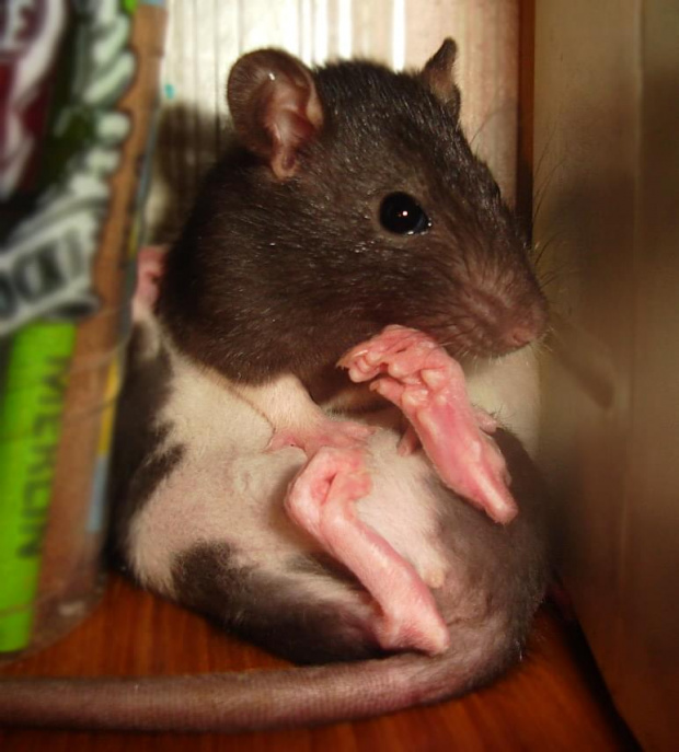 Zuzia śpi łapkami do góry a Maja ją myje po brzuszku :> #SzczurSzczurySzczurkiSzczurek