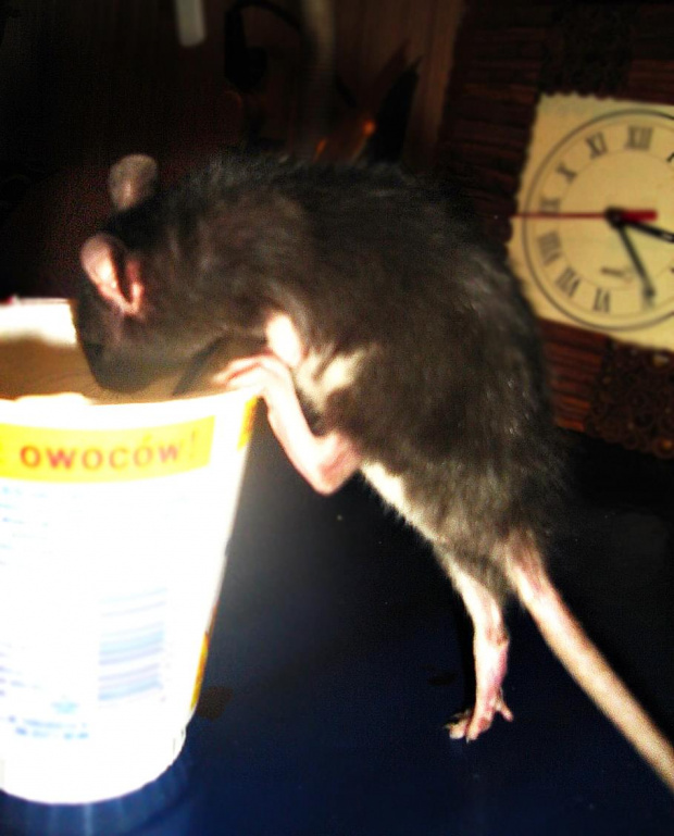 Zuzia i jogurt vol. 2 :> #SzczurSzczurySzczurkiSzczurek