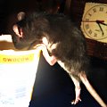 Zuzia i jogurt vol. 2 :> #SzczurSzczurySzczurkiSzczurek