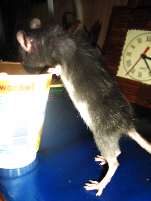 Zuzia i jogurt :> #SzczurSzczurySzczurkiSzczurek
