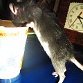 Zuzia i jogurt :> #SzczurSzczurySzczurkiSzczurek