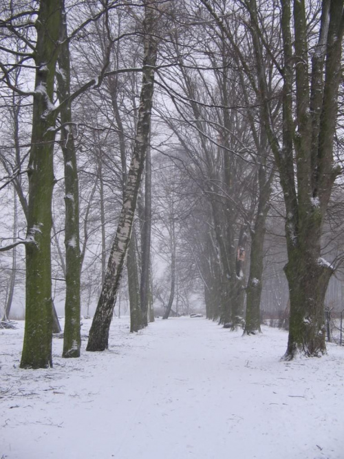 szczecinecki park zimą #ParkZimaJezioroŚnieg