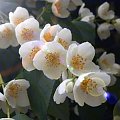 jasmin 1