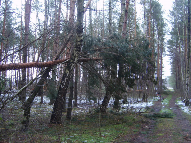 Przewrócone drzewo w lesie