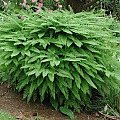 adiantum pedatum