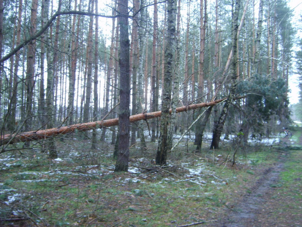 Przewrócone drzewo w lesie