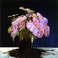 caladium 3
