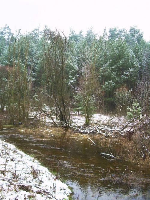 tak rwie woda na mój ostatni staw....jak górski potok conajmniej... #las #lasy #natura #przyroda #rośliny #zima