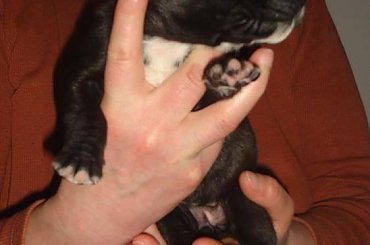 pierwsze 10 dni życia doga #DogNiemiecki #psy #kynologia #moloseum #szczeniaki #pupil #miot #zwierzęta