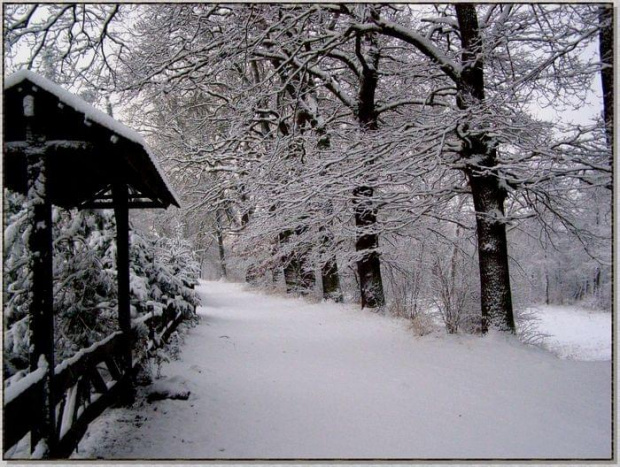 Dziewicza, nie tknięta niczyją stopą biel... #zima #krajobrazy #rośliny #śnieg #drzewa #wieś #natura
