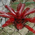 neoregalia 2