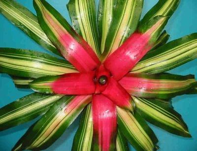 neoregelia 1