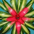 neoregelia 1