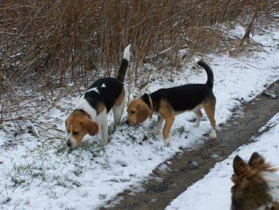 #sheltie #beagle