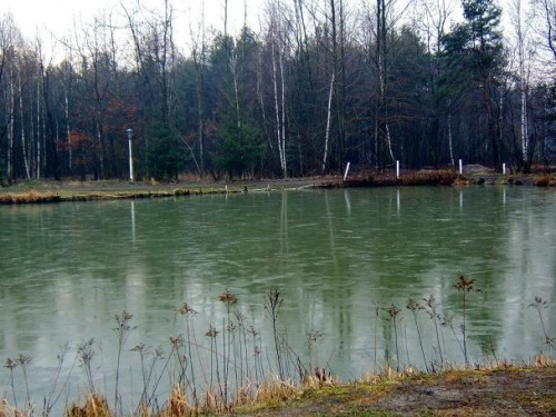 wisok na korytnik zimą