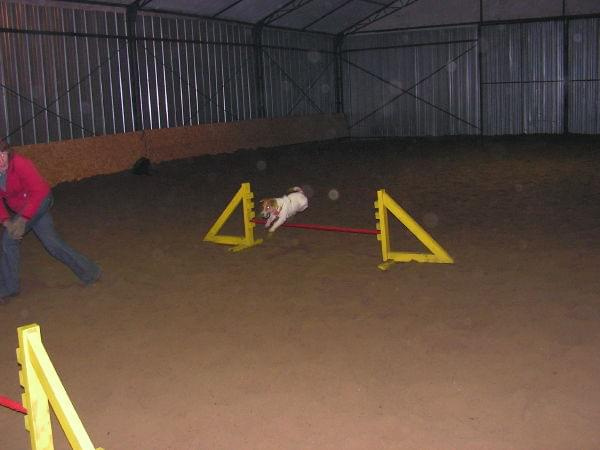 trening 11.02.07 #agility