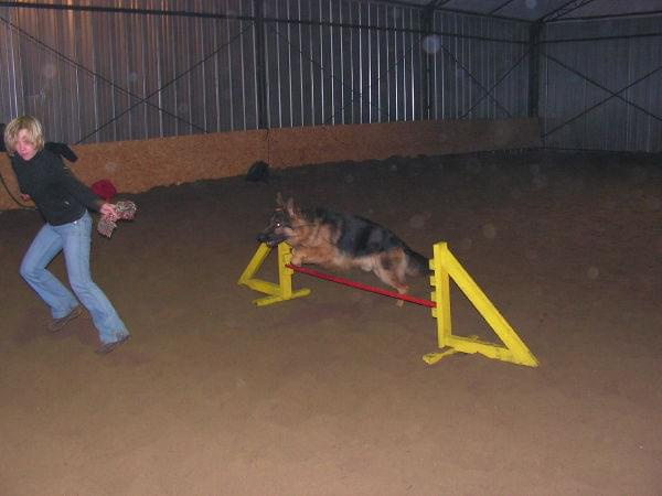 trening 11.02.07 #agility