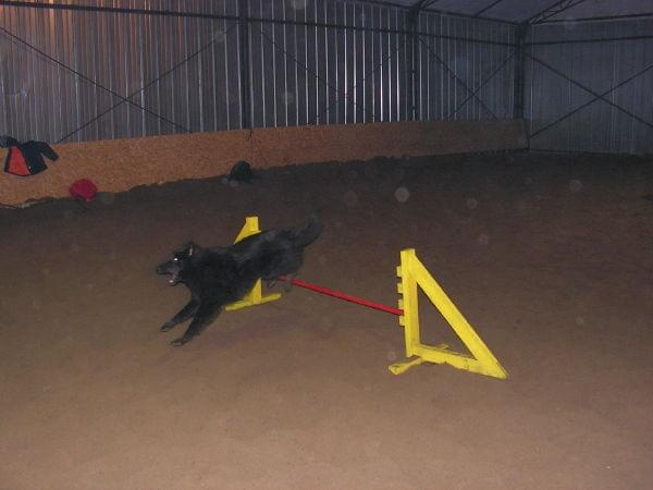 trening 11.02.07 #agility