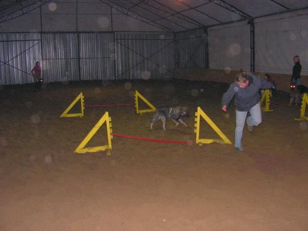 trening 11.02.07 #agility