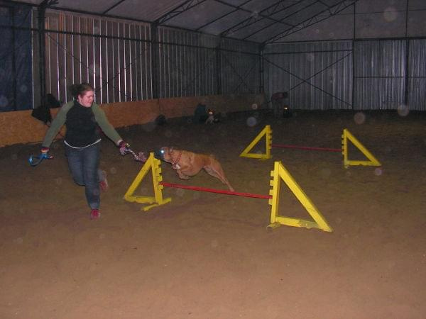 trening 11.02.07 #agility