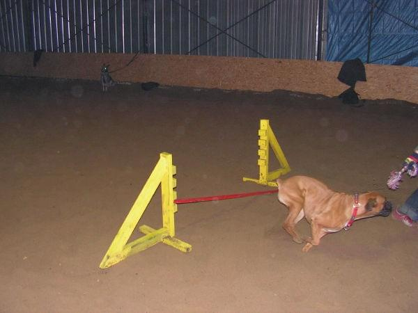 trening 11.02.07 #agility