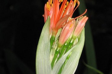 Fazy rozwoju Hemantusa ( Krasnokwiat Katarzyny ) #KrasnokwiatKatarzyny #Haemanthus #Amarylkowate #Amaryllidaceae #Afryka #cebula