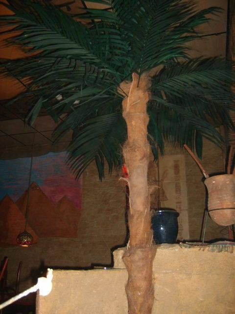 Sztuczne Palmy larusso1@wp.pl lub 507 390 005 #palma #SztucznePalmy #palmy #SuszEgzotyczny