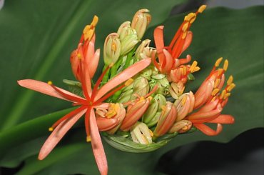 Fazy rozwoju Hemantusa ( Krasnokwiat Katarzyny ) #KrasnokwiatKatarzyny #Haemanthus #Amarylkowate #Amaryllidaceae #Afryka #cebula