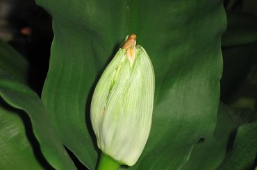 Fazy rozwoju Hemantusa ( Krasnokwiat Katarzyny ) #KrasnokwiatKatarzyny #Haemanthus #Amarylkowate #Amaryllidaceae #Afryka #cebula