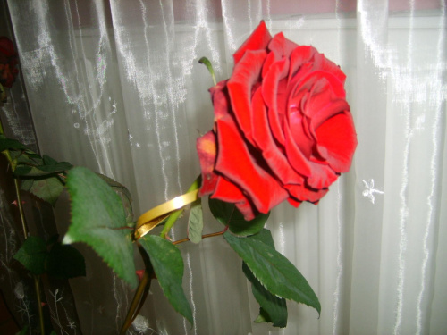 Cefona róża