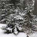 Puszcza Piska #PuszczaPiska #Pisz #Remes #Mazury