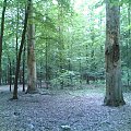 Ścieżka dydaktyczna w lasach między Czarną, Dąbrówkami a Rakszawą #RowerPielgrzymka