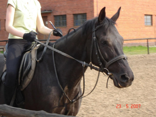 To jest moja ulubiona klacz Lena ze stadniny MAAG w Kielcach :* #koń